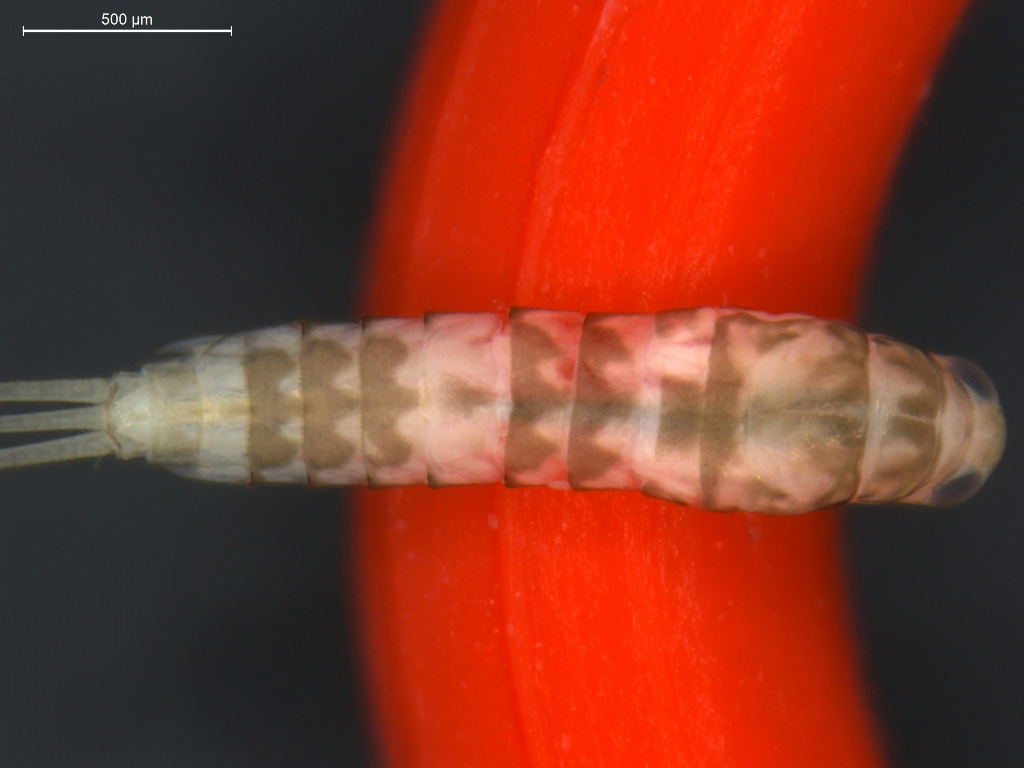 Baetis digitatus